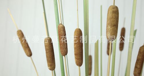 长期销售 纯手工曼香蒲棒 天然植物干花花艺