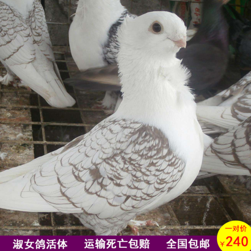 鸽子一对观赏鸽淑女