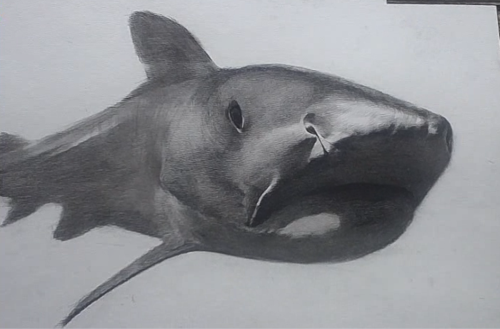 艺森合尚教育-凶残的的大鲨鱼,原来也可以画的这么逼真!