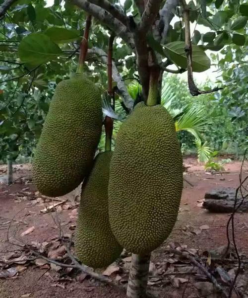 海南三亚热带水果菠萝蜜干包木菠萝18斤-20斤支持一件代发批发