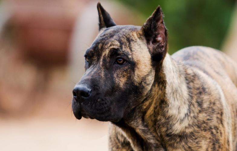 世界十大凶犬—杀人犬,加纳利犬