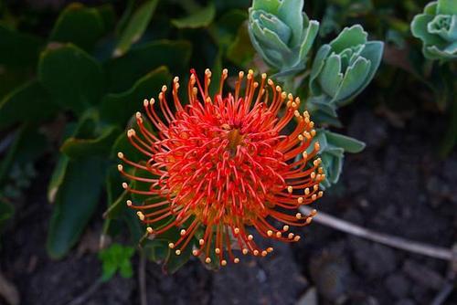 "彩虹之国"南非:非洲发展程度最高的国家之一,拥有三个首都