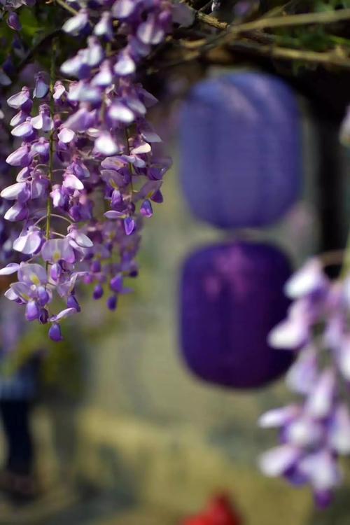 【周末去哪】嘉定紫藤进入盛花期!收好这3条最佳观赏路线吧!