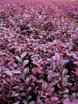 红叶继木简笔画