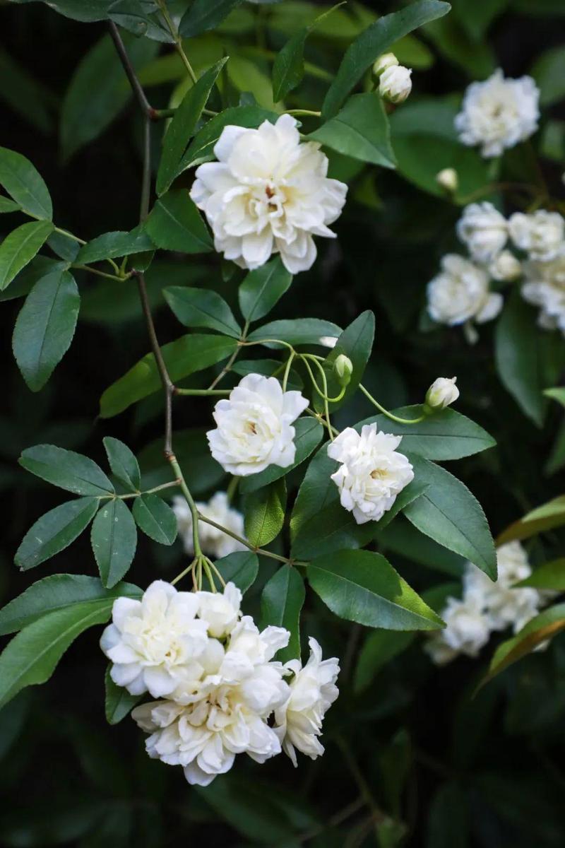 快去打卡!松江木香花盛放,繁花满枝仙气十足
