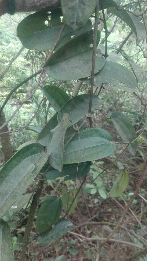 叶子和藤蔓像是金刚刺?也像是土茯苓?但是根部很奇怪!