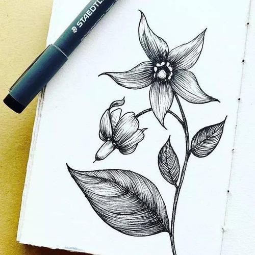 植物花卉手绘线描画 实物与作品做对比 学着画更省力
