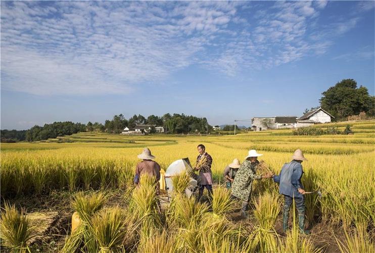 贵州黔西:千亩稻谷成熟开镰收割