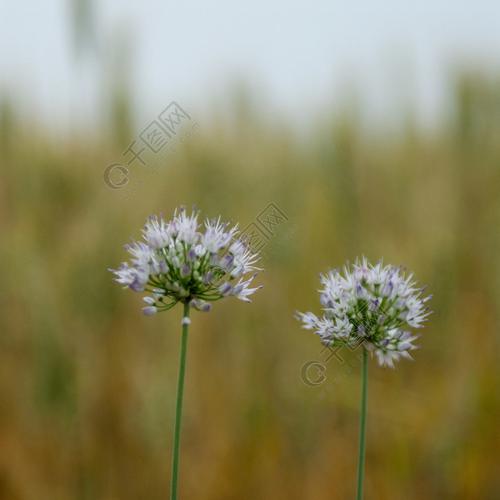野蒜花