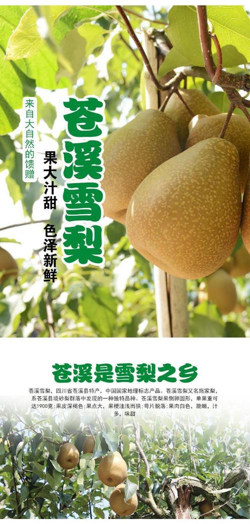 (预售)四川广元苍溪雪梨8斤装 施家梨黄皮梨应季新鲜翠冠梨水果现摘现