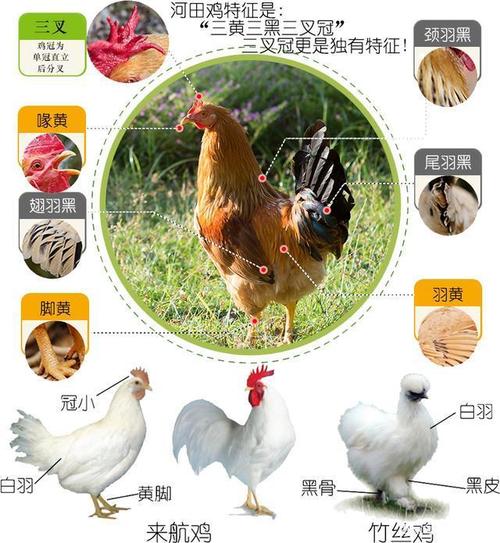 鸡考记|深入研究每一只鸡的品种,部位,吃法,以及故事