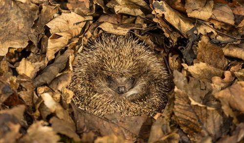 冬眠时刺猬会被吃掉吗?1.2米洞深和6℃入眠温度甩敌人