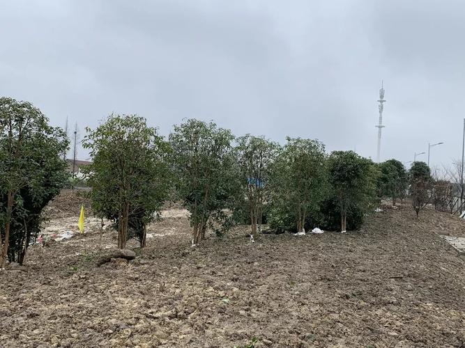 三月九日植树因故缺席借无人机寄想