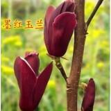 玉兰花树苗 广玉兰南方北方庭院室内四季常青盆栽植物花卉绿植 墨玉兰