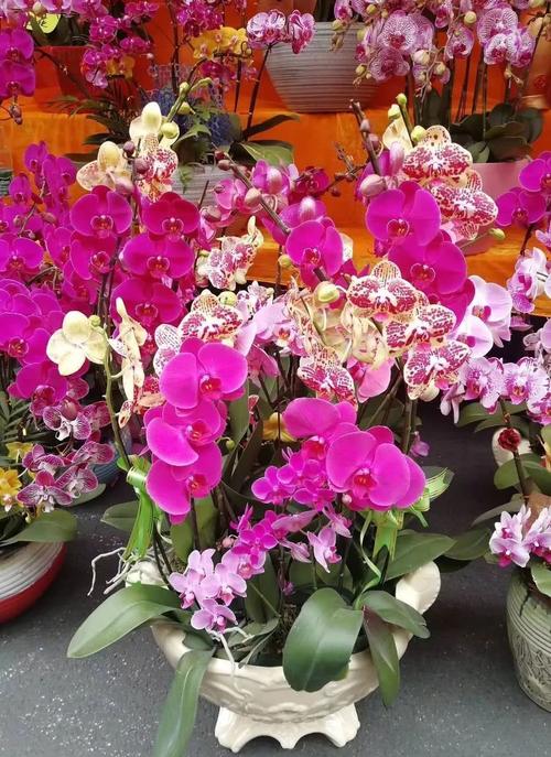 2020年广州新春花市来了!时间地点都在这,今年