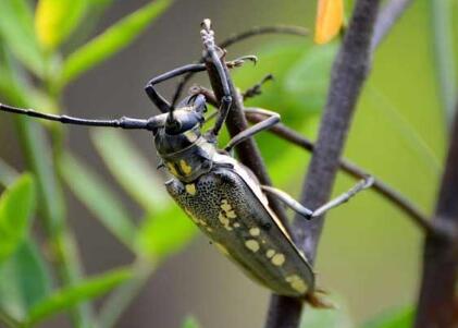 松褐天牛别名松黑天牛,是林木生长中常见的害虫.