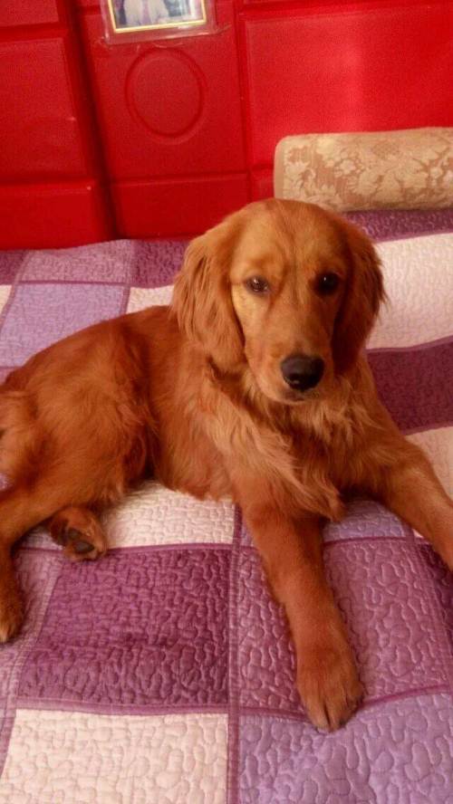 自己家养的枫叶红色金毛