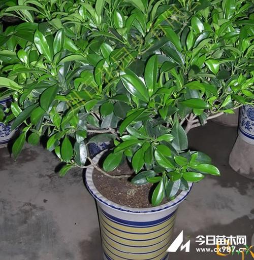 非洲茉莉