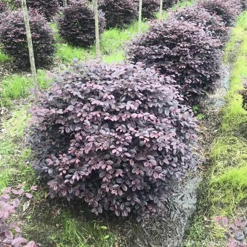 5米红花继木球多少钱一株?