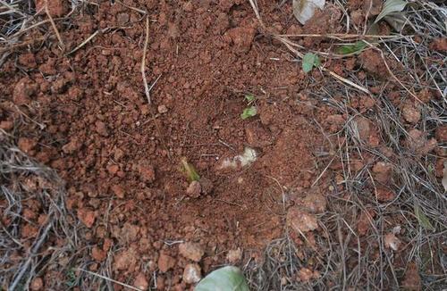 江西一公园10多具死胎被野狗刨出 初步认定为医院引产