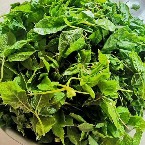 刺五加叶,婆婆丁,刺老芽,柳蒿芽,山韭菜,广东菜,你们都吃过么