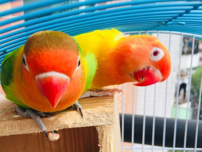 牡丹鹦鹉&黄雀鸟