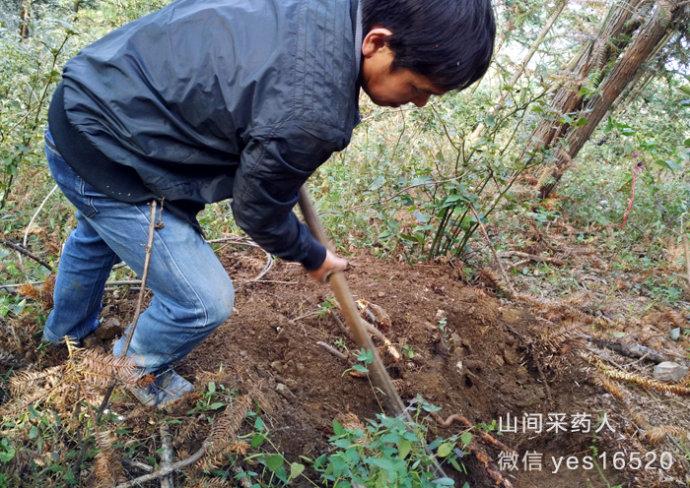 农民发现抗癌偏方 猕猴桃根(雄洋桃根)和石苇(刀口药)