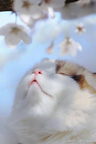 网红猫咪春季赏花,表情动作如同戏精,萌翻了一众网友