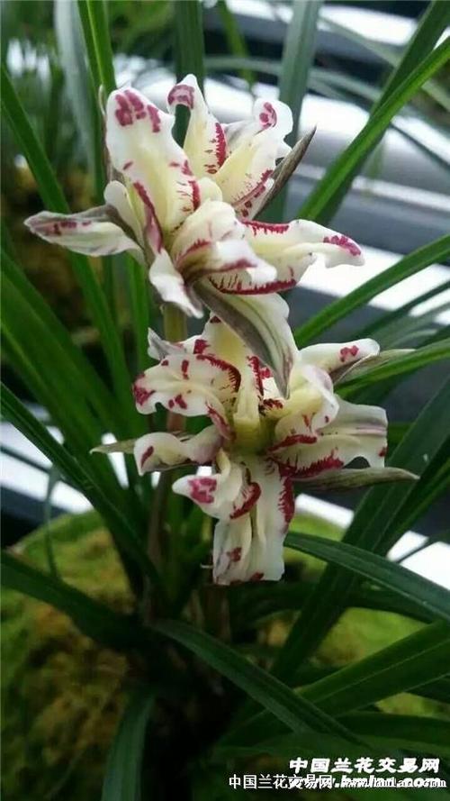 莲瓣牡丹(2特壮苗)