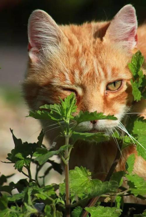 让喵主子欲罢不能的猫薄荷原来长这样