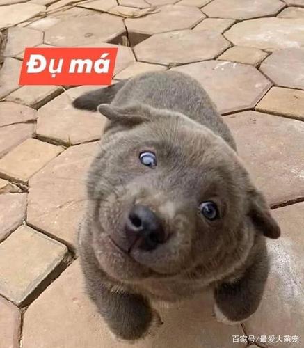 英短蓝狗:全网都在怀疑这只狗砸的老爸是一只猫!