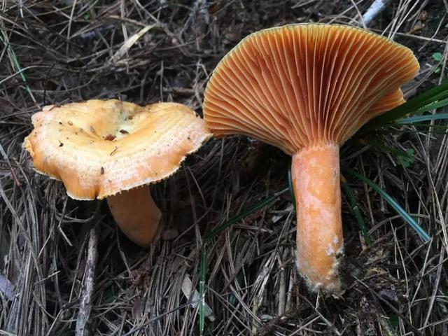 广东疾控提醒千万不要采食野外蘑菇