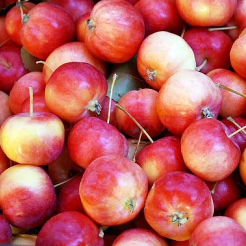 金婶园沙果5斤新鲜内蒙沙果东北特产海棠果孕妇水果 脆黄太平非小苹果