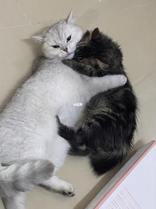 银渐层跟缅因猫好配吗?