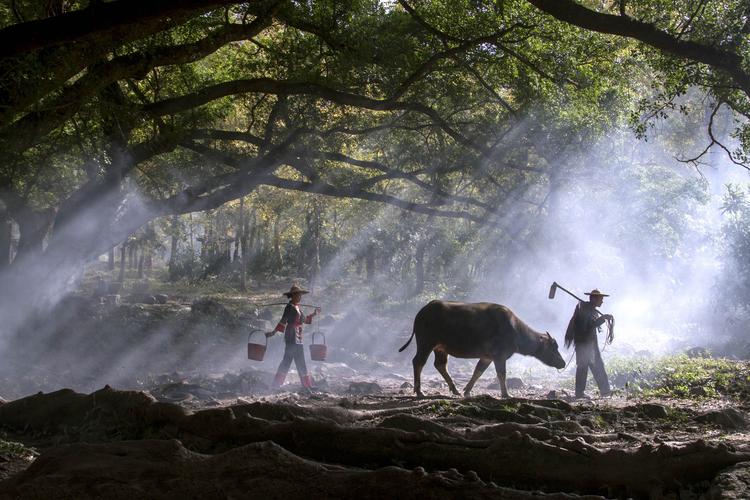 霞浦大榕树下《杨家溪》