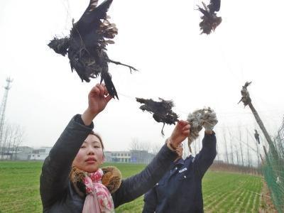 鸟儿惨死在梨园的粘鸟网上
