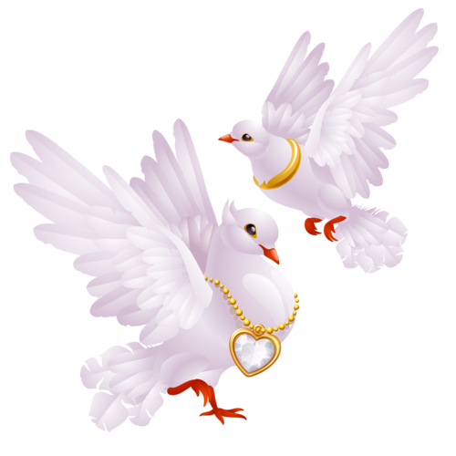卡通白鸽图片大全