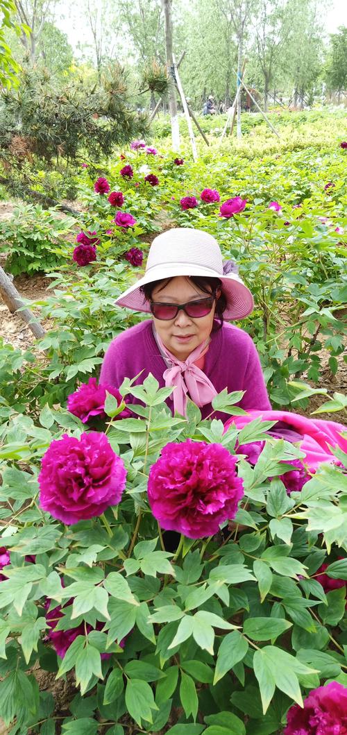 童梦香村,大村镇西南庄村牡丹园