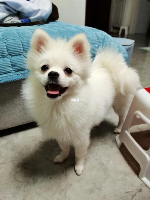 这是博美银狐串串吗_串串_博美_宠物_狗_晒狗