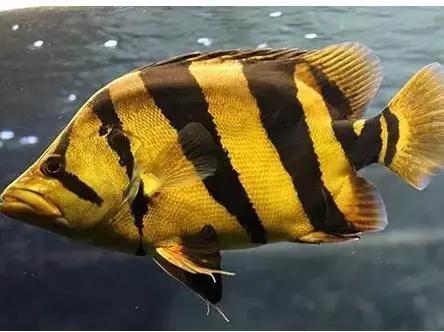 枯叶虎鱼能长多大同时要注意这些饲养方法