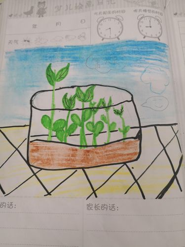 植物种植绘画日记(节选)——豆芽第六天(罗艺桐)