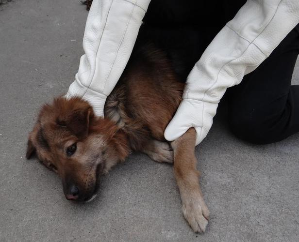 抓狗实用抓捕网捕狗器工具抓狗网兜套狗器套狗绳捕狗