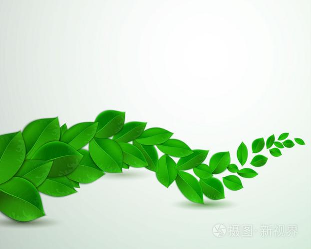 在白色背景上绿色的树叶