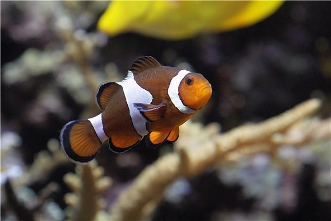 最完整的,最美丽漂亮的小丑鱼科普大全