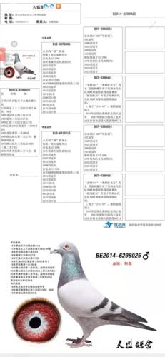久盟鸽舍拍卖鸽2 利奥大名鸽鸽王"杨"直子x"杨直孙女",87万被神州辉煌