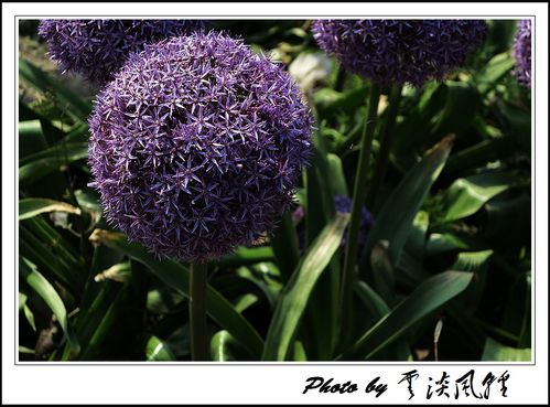 标题:大花葱