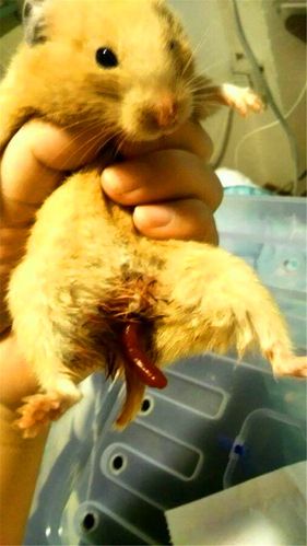 主人看见金丝熊的屁股长出了异物,带去医院,医生的话让主人愣了