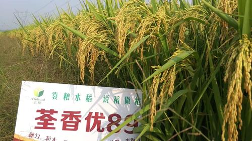 写美篇   荃香优89,安徽袁粮即将重磅推出又一优势新品种.