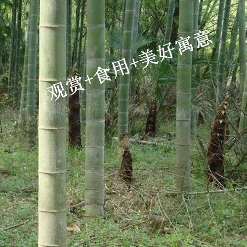 大型楠竹竹子苗毛竹竹根苗竹鞭竹节竹子苗竹根芽种苗庭院四季常青