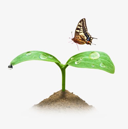 种子萌芽免抠素材